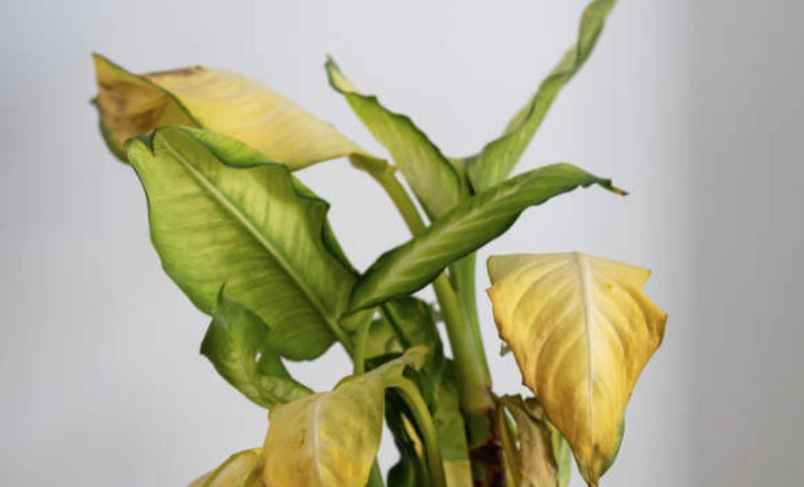 roślina o zwiędniętych liściach